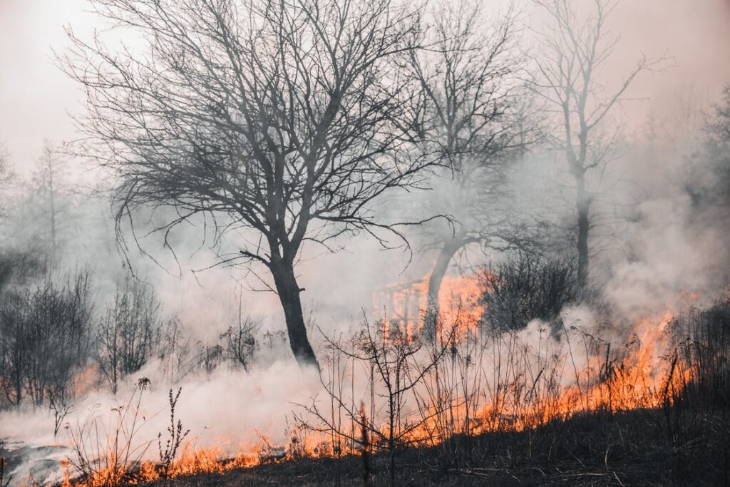incendios forestales