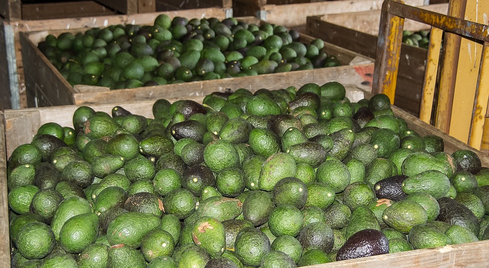 Esperan que la producción de aguacate se eleve un 20%