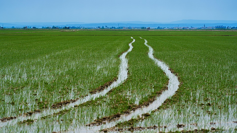 Arroceros valencianos recibirán ayuda de 3 mil euros por hectárea