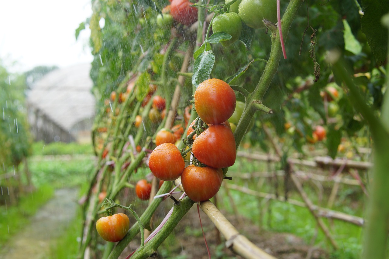 Agricultores piden apoyo para combatir la Tuta absoluta en cultivos de tomates