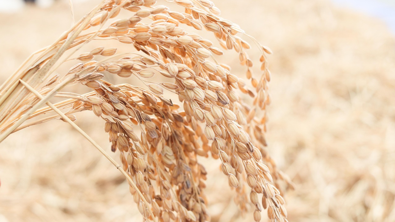 Publican lista de arroceros de Valencia beneficiarios de las ayudas por la dana