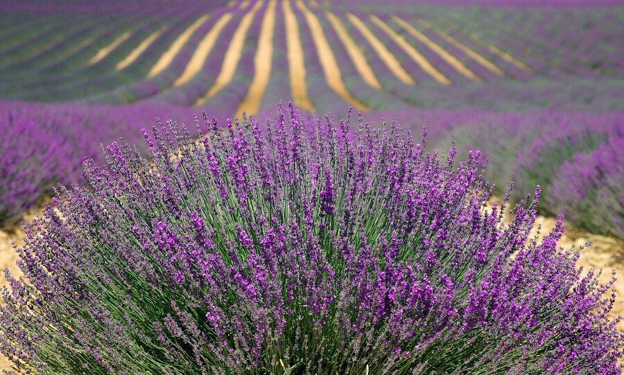 lavanda en España