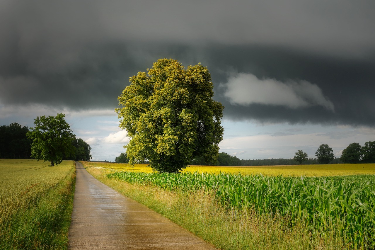 Tormentas de pedrisco han afectado unas 615.500 hectáreas de cultivos