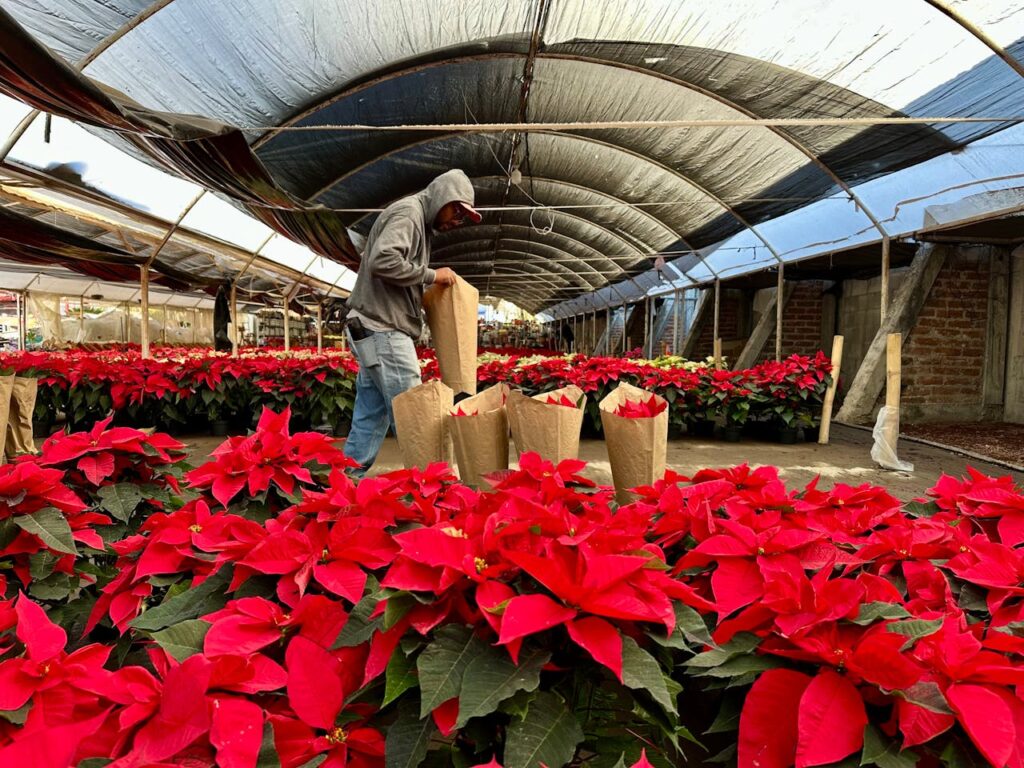 poinsettia