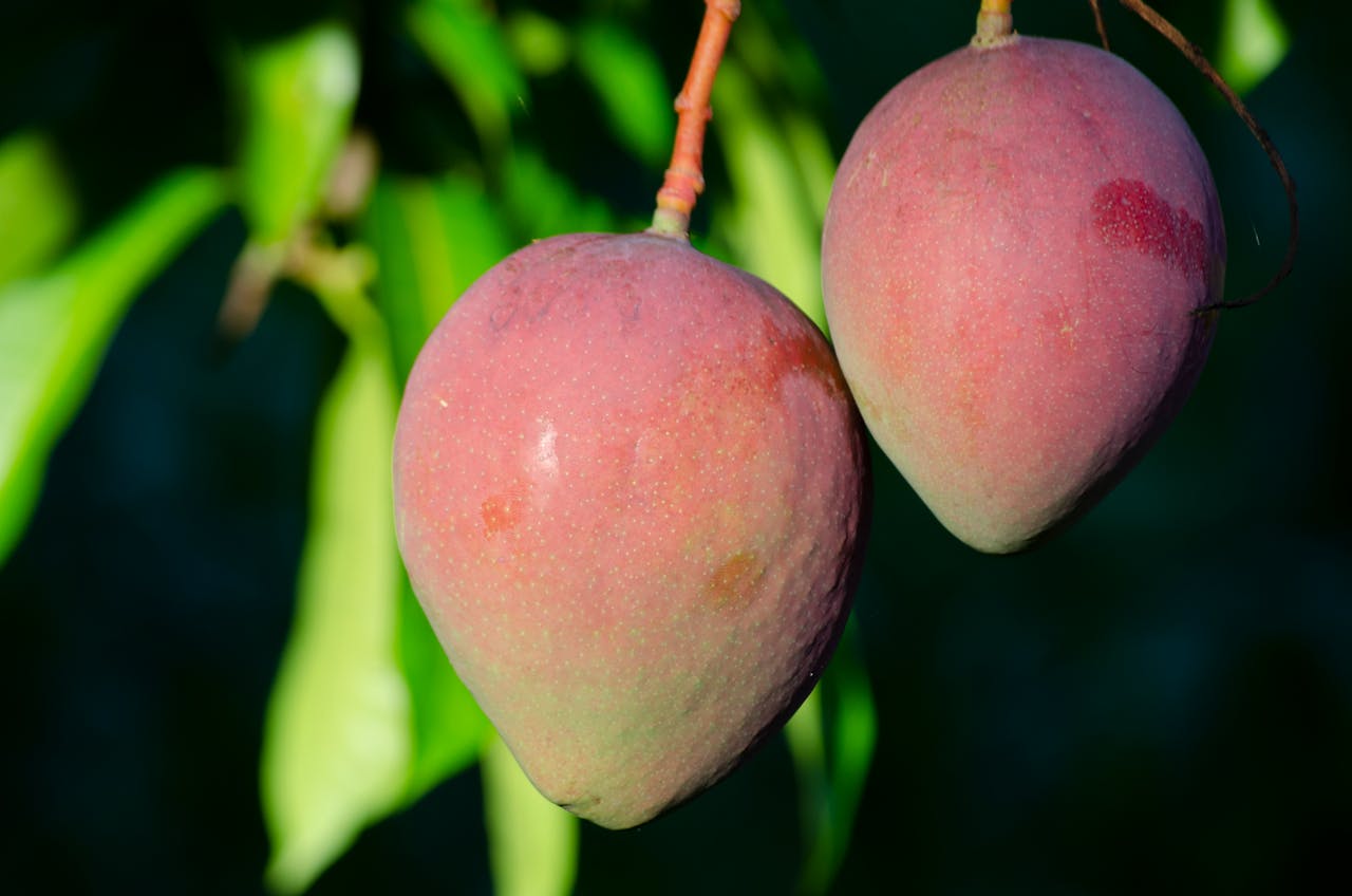 El mango, una fruta tropical que echa raíces en suelo ibérico