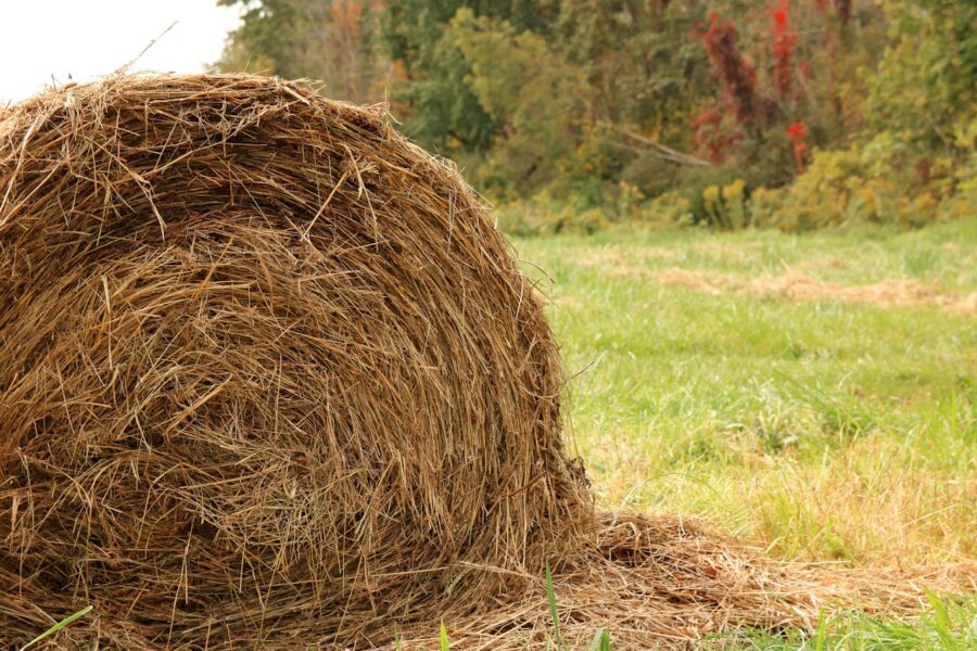 Forraje español | ENGUIX Maquinaria Agrícola