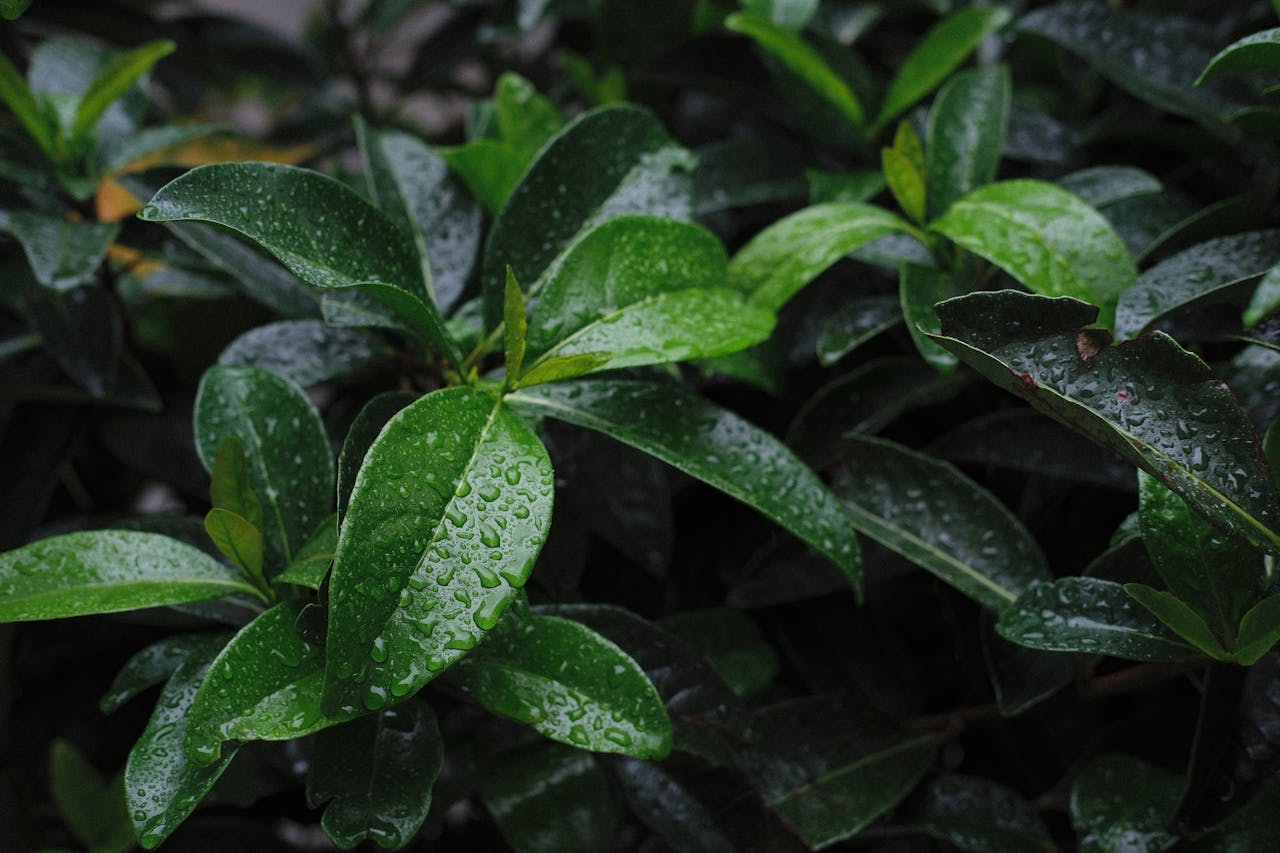 El laurel es un cultivo estable con miras a la expansión