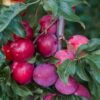 Fruta de hueso | ENGUIX Maquinaria Agrícola