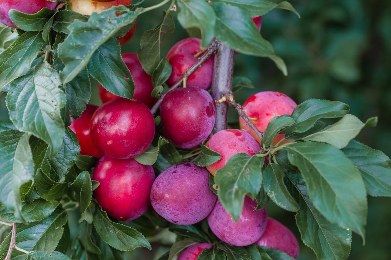 La fruta de hueso experimenta esta campaña una significativa recuperación