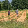 Mano de obra en el campo | ENGUIX Maquinaria Agrícola