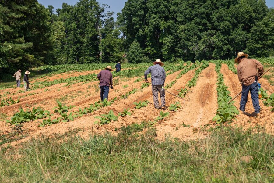 Mano de obra en el campo | ENGUIX Maquinaria Agrícola