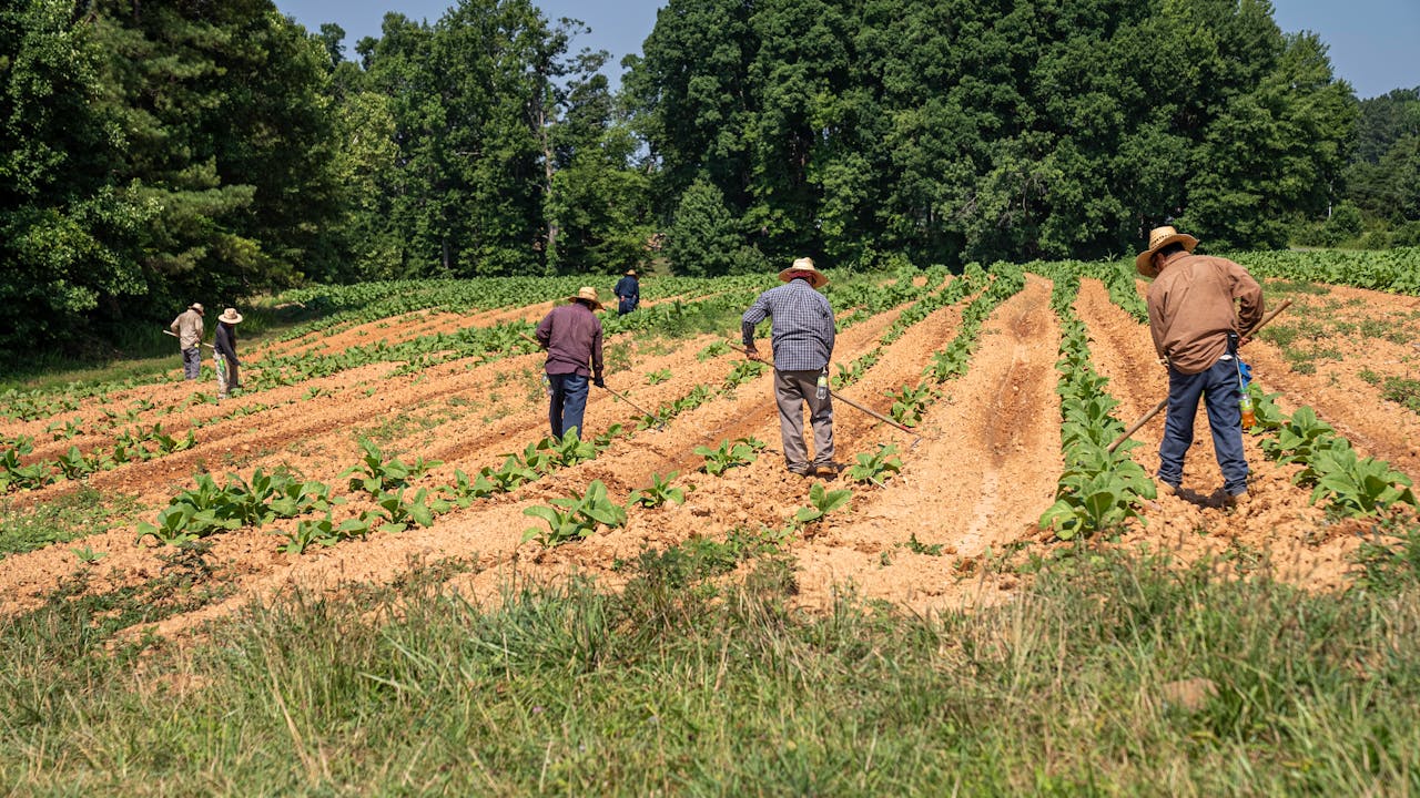 La mejor manera de aprovechar al máximo la mano de obra en el campo