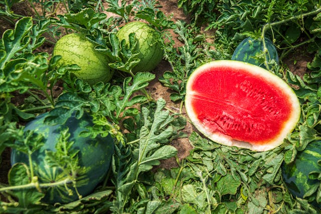 Se prevé una buena temporada para la sandía y el melón españoles