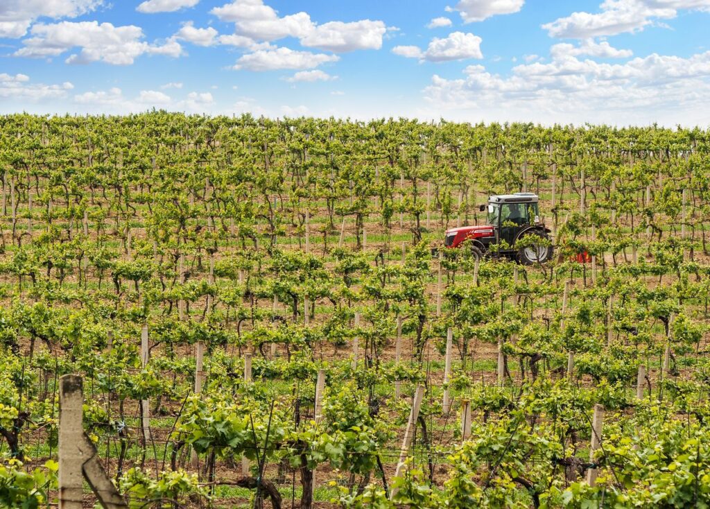 Viñedo | Nuevas hectáreas | ENGUIX Maquinaria Agrícola