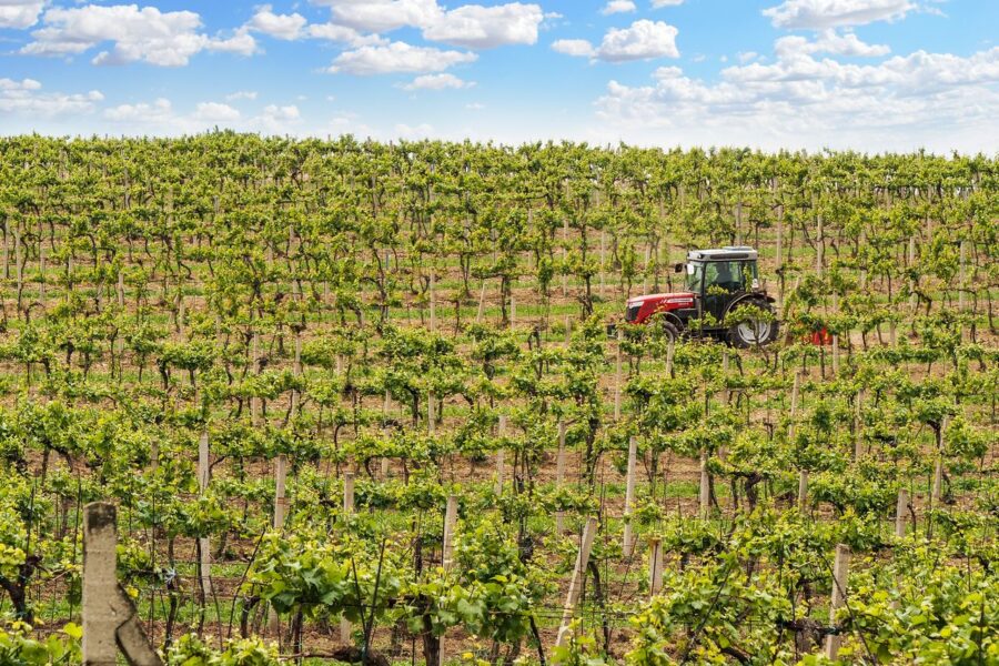Viñedo | Nuevas hectáreas | ENGUIX Maquinaria Agrícola