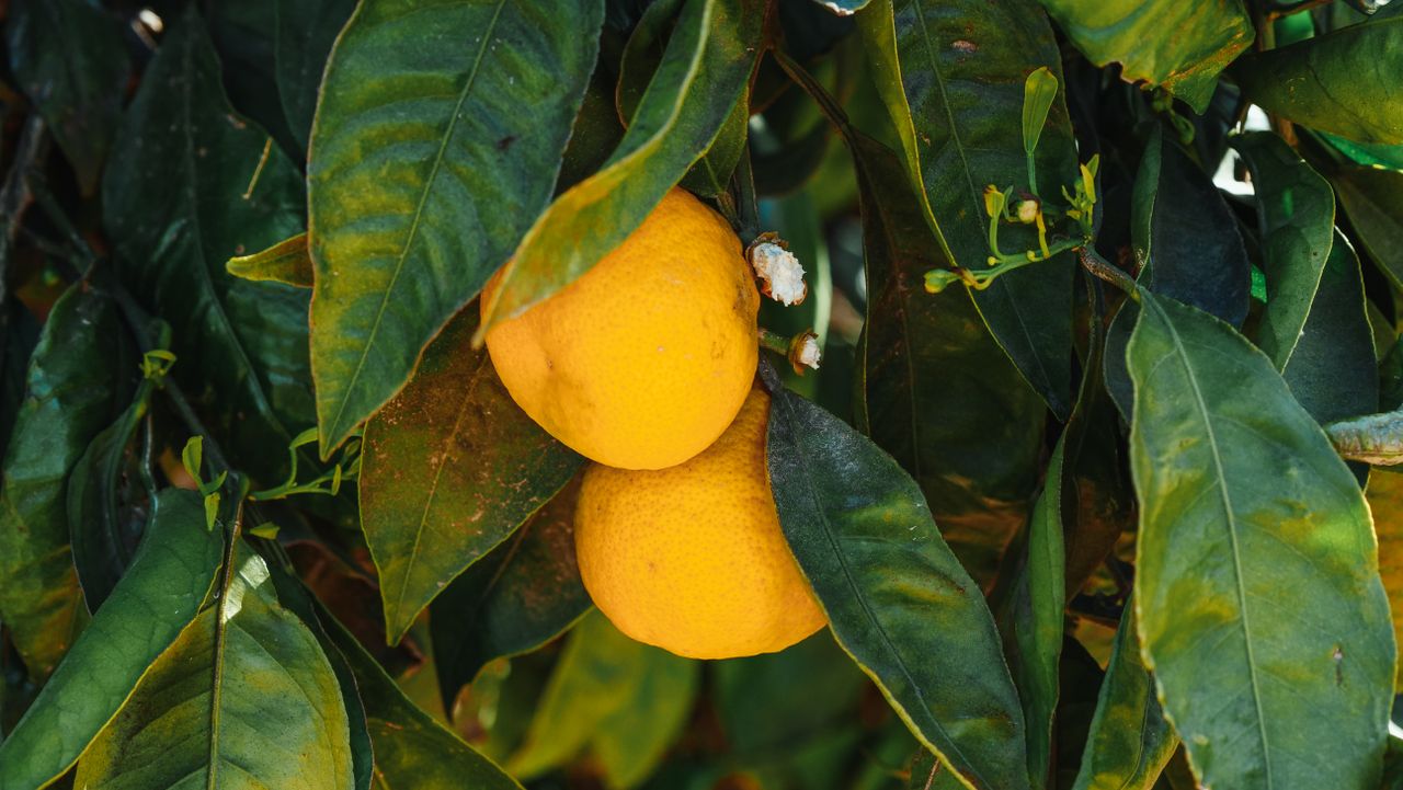 Limoneros amenazados por el virus de la clorosis nervial amarilla