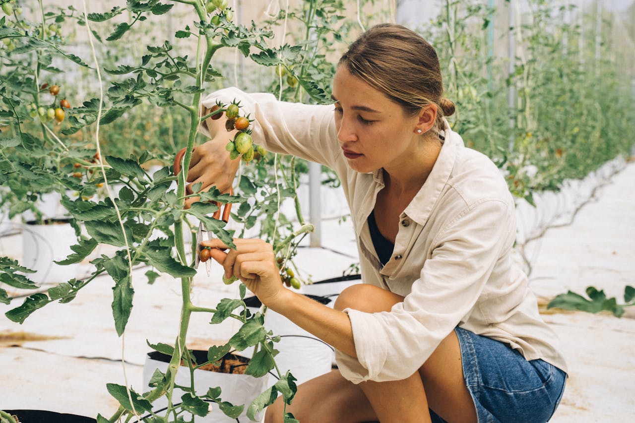 Los retos que enfrentan los productores de tomate en España