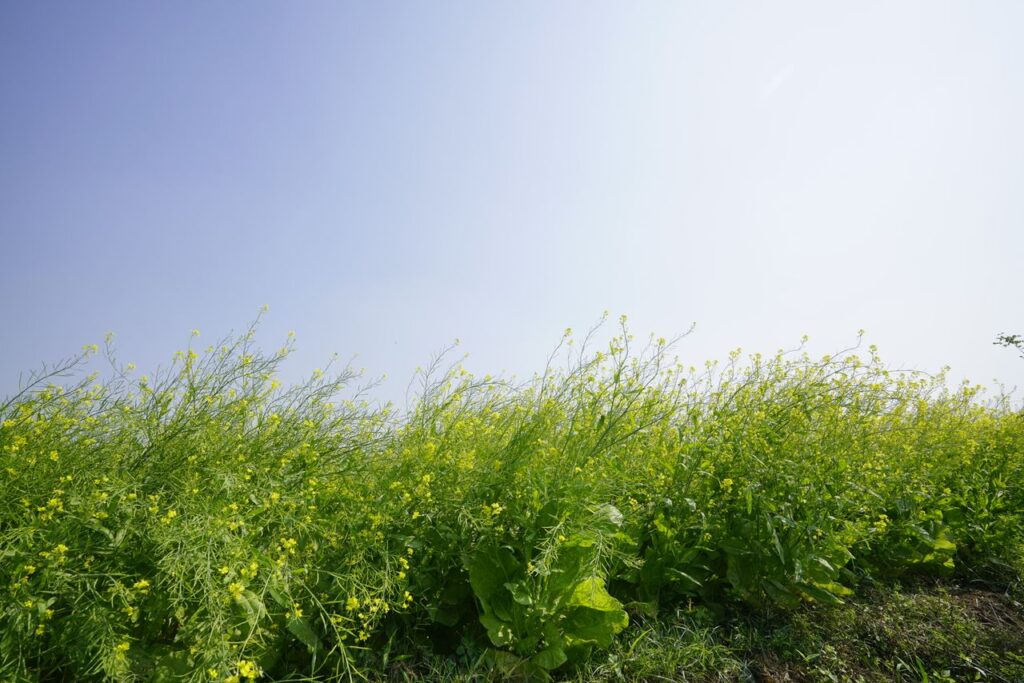 Cobertura vegetal | ENGUIX Maquinaria Agrícola