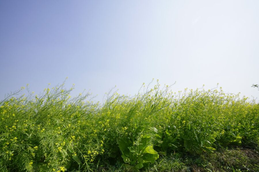 Cobertura vegetal | ENGUIX Maquinaria Agrícola