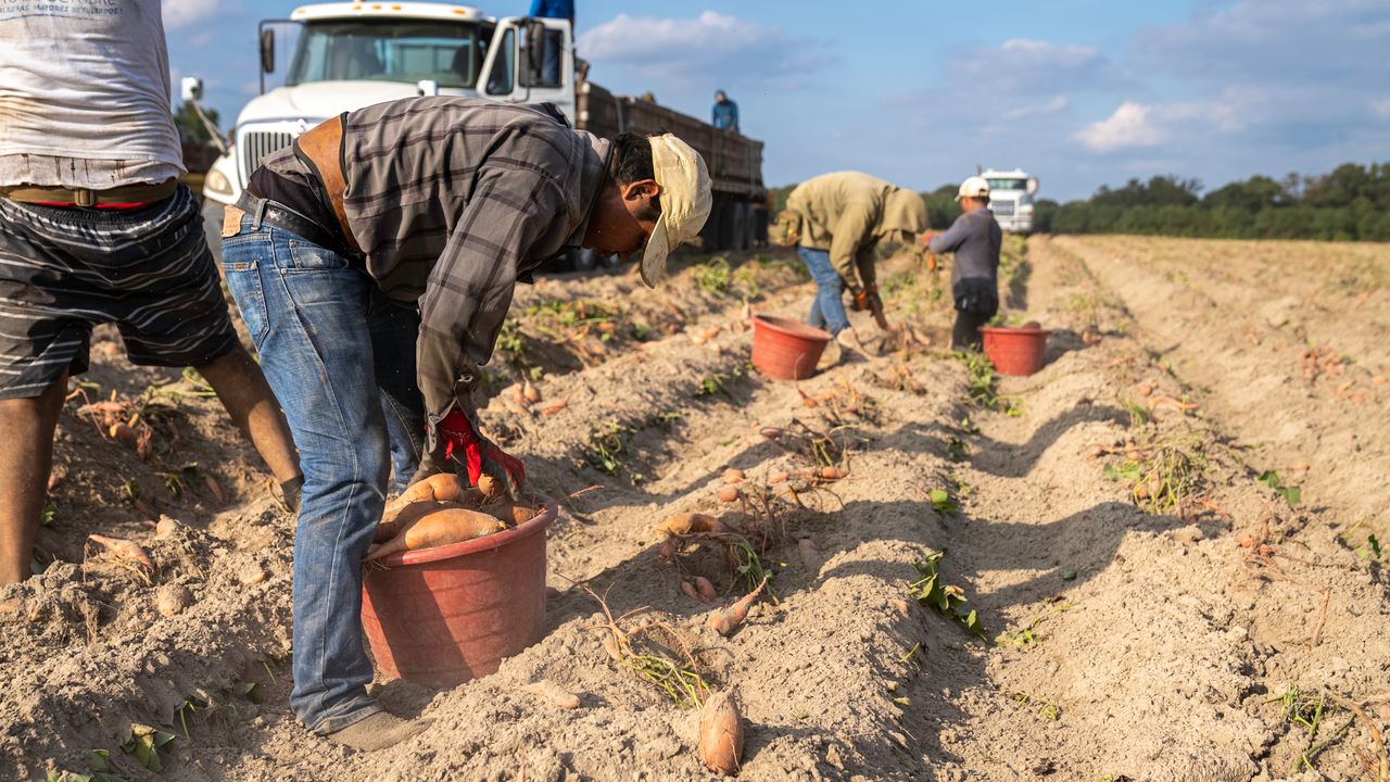 El desempleo agrícola bajo casi un 12% en los últimos tres meses
