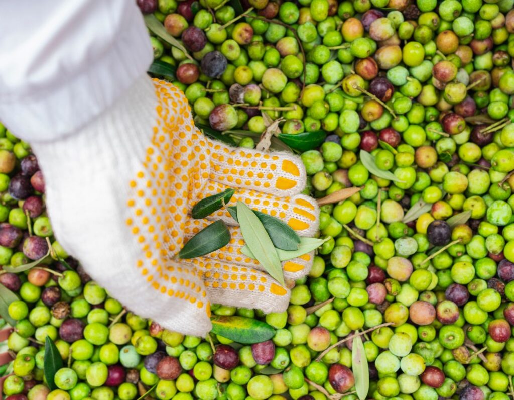 Aceite de oliva | ENGUIX Maquinaria Agrícola