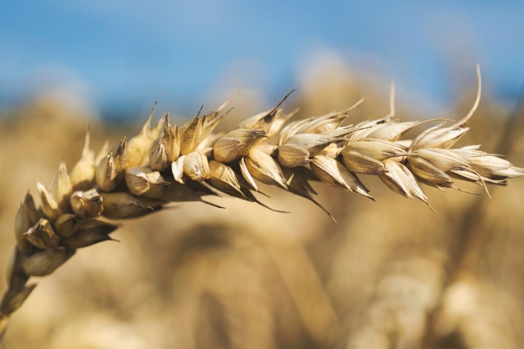 Cereales | ENGUIX Maquinaria Agrícola