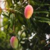 Mango en España | ENGUIX Maquinaria Agrícola