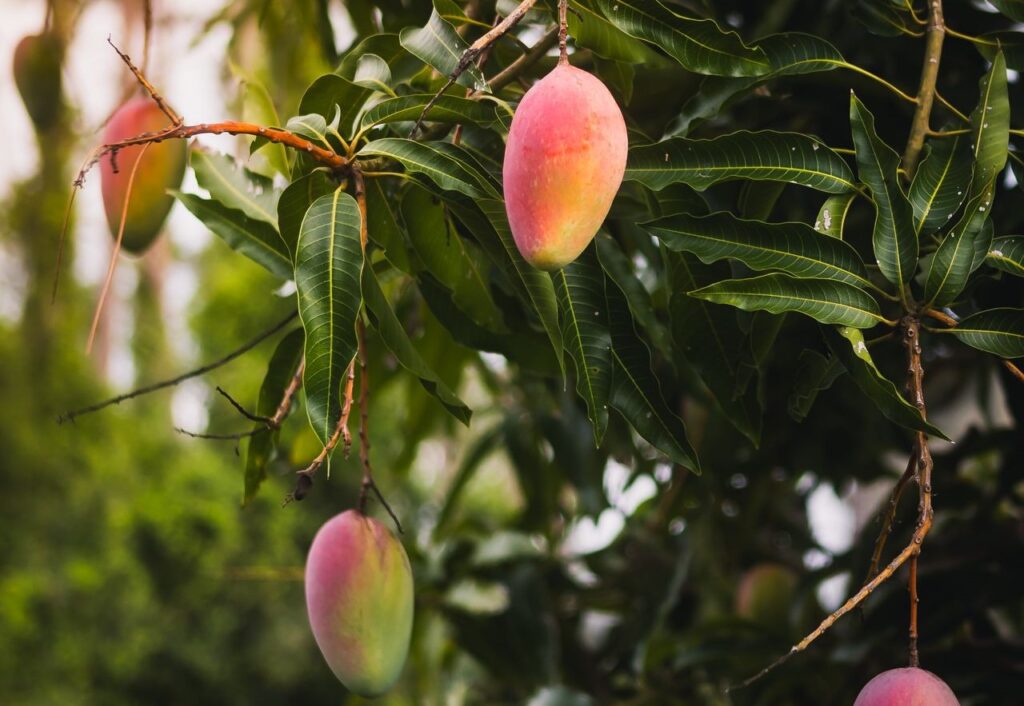 Mango en España | ENGUIX Maquinaria Agrícola