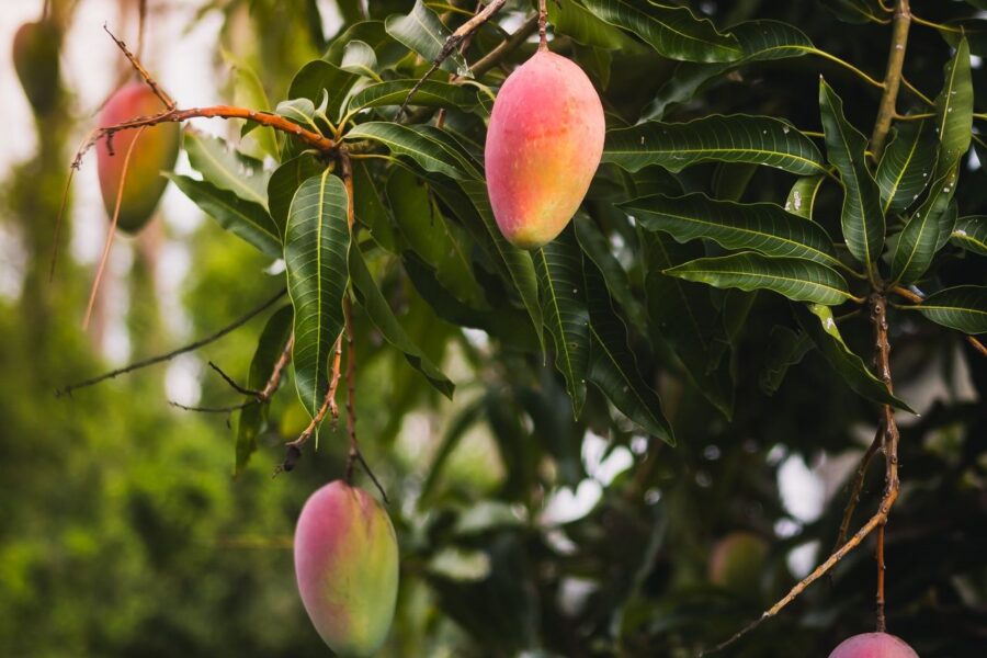 Mango en España | ENGUIX Maquinaria Agrícola