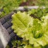 lechuga española