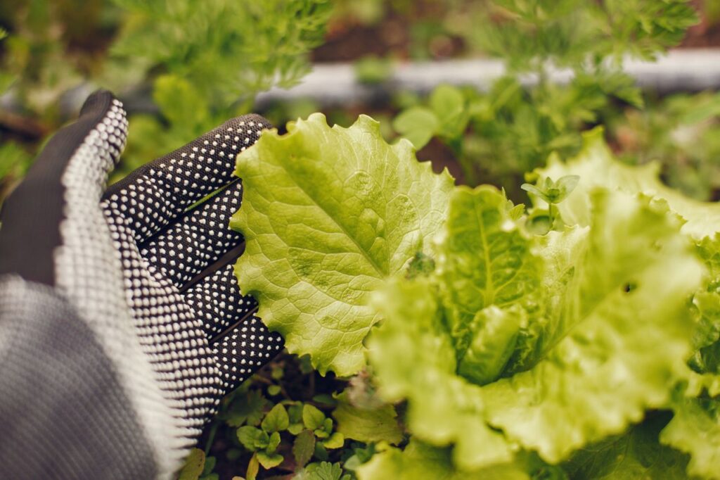 lechuga española