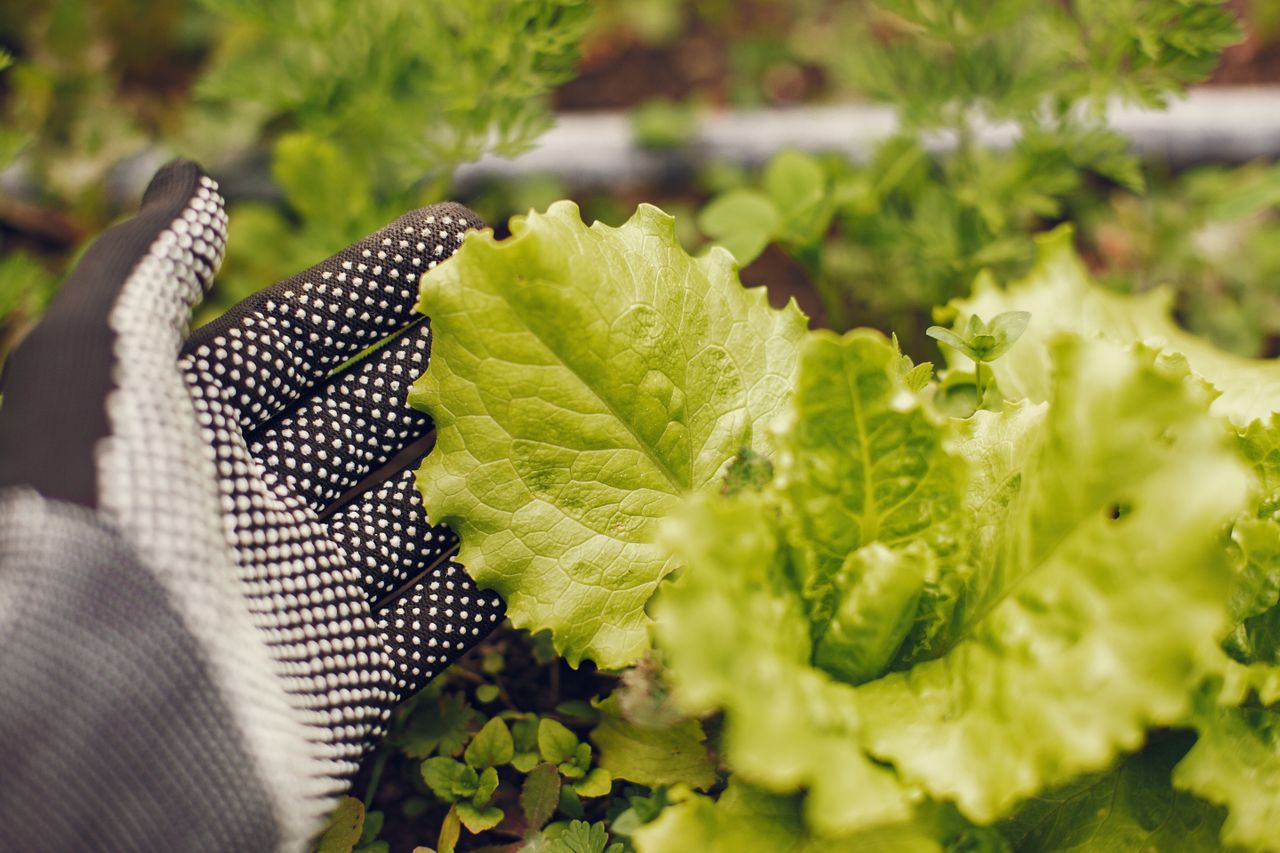 España es el principal exportador de lechuga en la Unión Europea