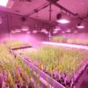Fitogenética | ENGUIX Maquinaria Agrícola