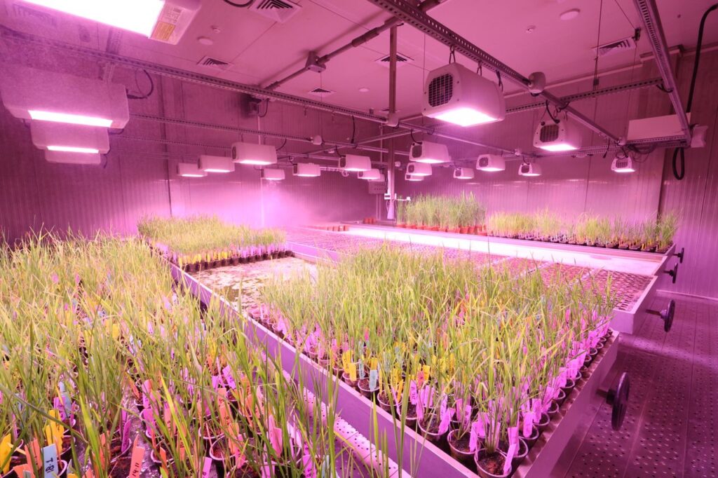 Fitogenética | ENGUIX Maquinaria Agrícola