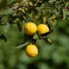 Clorosis de los cítricos | ENGUIX Maquinaria Agrícola