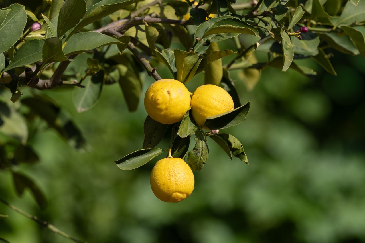 Qué hacer ante la aparición del virus de la clorosis que afecta a limoneros