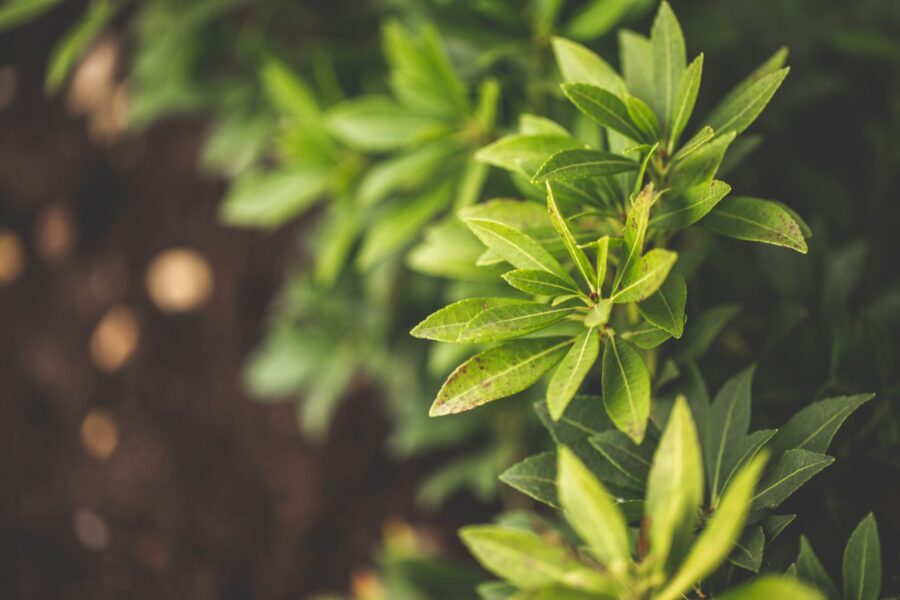 Laurel y su cultivo | ENGUIX Maquinaria Agrícola