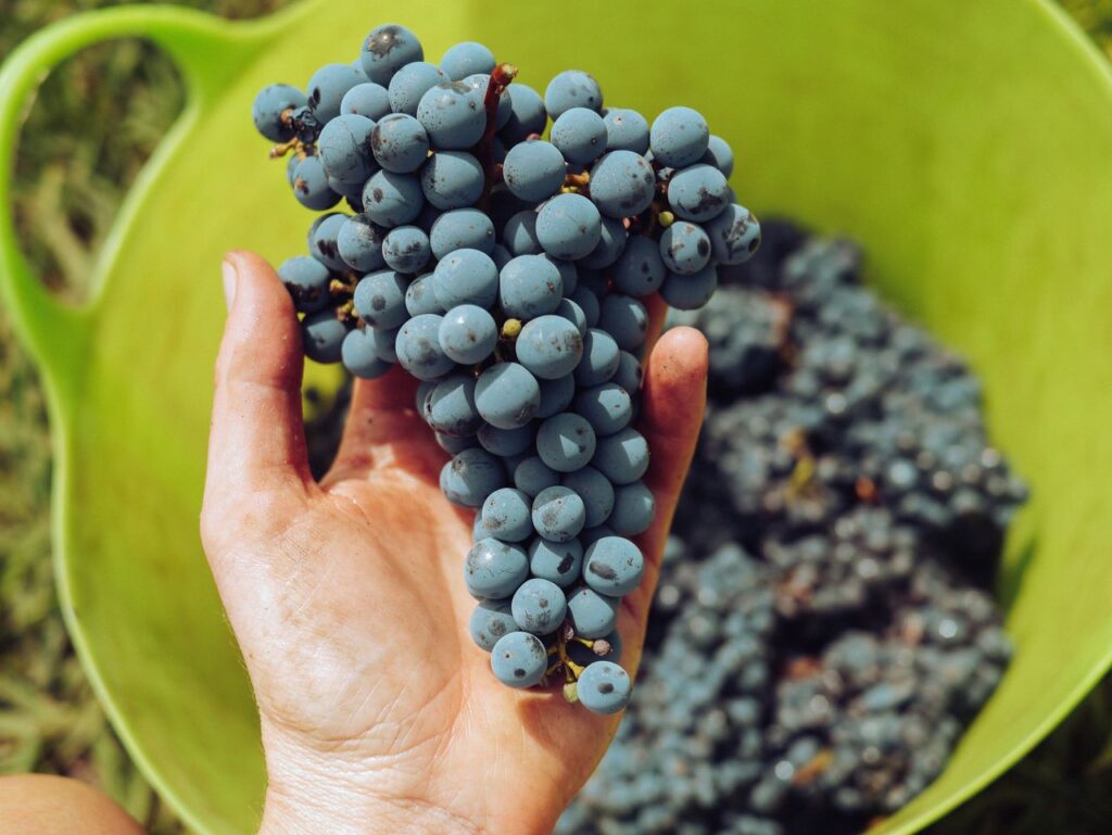 Sector vitivinícola | ENGUIX Maquinaria Agrícola