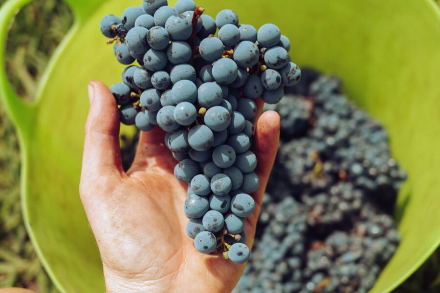 Sector vitivinícola | ENGUIX Maquinaria Agrícola